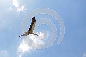 White stork flying on a cloudy sky