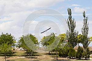 White stork flying over acacias of a park