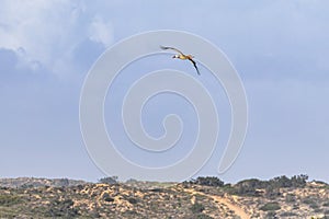 White stork flying over a cliff along the coastline of Odeceixe, Algarve, Portugal photo