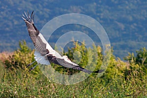 White stork flying over green field