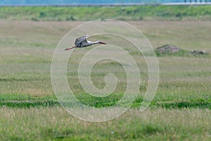 white stork flying over green meadows in Romania