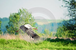 White Stork flying over meadow