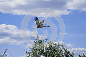 White stork flying. Seasonal bird migration. Storks flew to the nesting site and breeding chicks