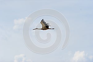 White stork flying in the sky