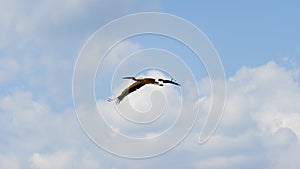 White stork flying in the sky