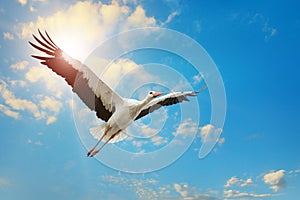 White stork flying in sky on background of the sun.