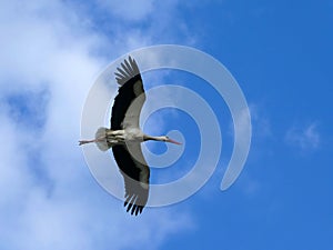 White stork flying with spread open wings on the blue cloudy sky