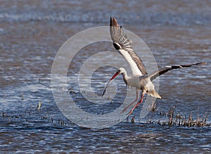 White Stork flying with twig