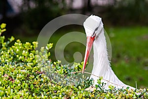 The white stork foraging at the park