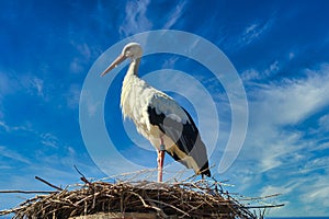 White stork