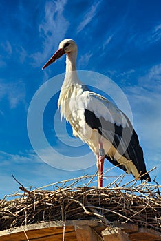 White stork