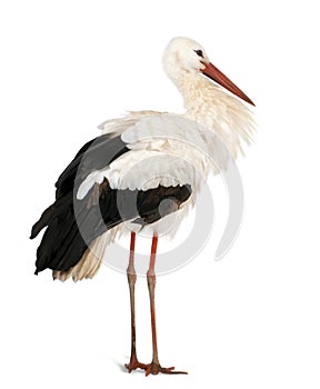 White Stork in front of a white background