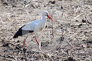 White stork gathering branches
