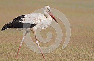 White Stork in grass plain