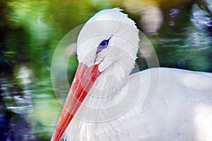 White Stork Head Closeup Portrait in Pond