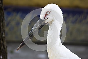 White stork head. Long beak of bird