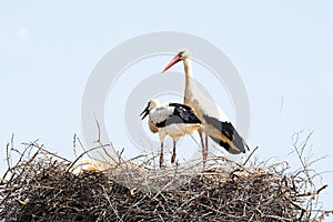 White stork with her baby in spring