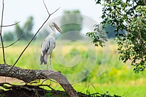 White stork holding dried branch photo
