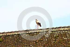 White stork on the house