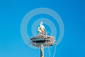 White stork on the house