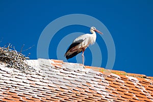 White stork on the house