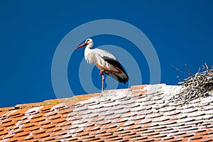 White stork on the house