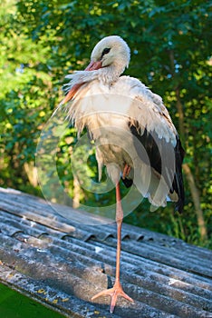 White stork on the house roof