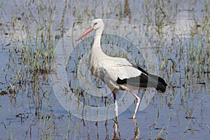 White Stork hunting