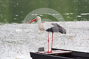 White stork hunting fish in the pond