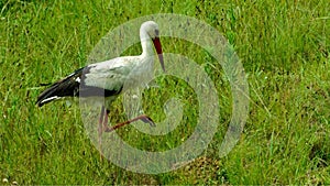 White stork hunting for grasshoppers