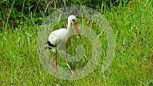 White stork hunting for grasshoppers