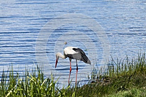 White stork is hunting on the river bank