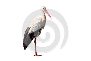 White stork isolated on white background