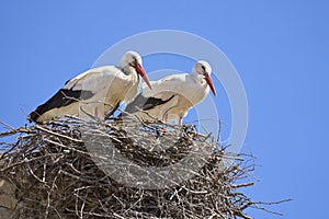white stork in its nest in andalusia, spain