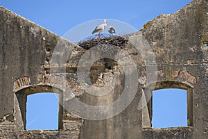 white stork in its nest in andalusia, spain