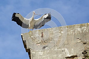 white stork in its nest in andalusia, spain