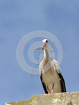 white stork in its nest in andalusia, spain