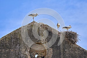 white stork in its nest in andalusia, spain