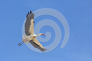 white stork in its nest in andalusia, spain