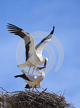 white stork in its nest in andalusia, spain