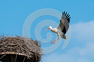 White Stork landing