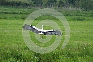 White Stork landing in field