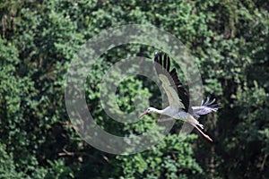 White Stork landing in front of Wood