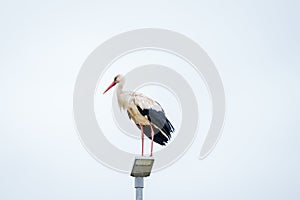 White stork on lantern pole