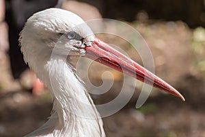 White stork with a long pointed red beak. Portrait