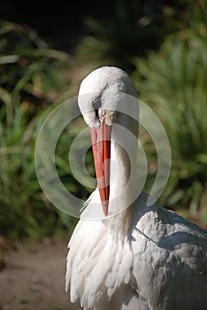 White stork looking down