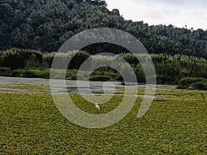 a white stork is looking for prey
