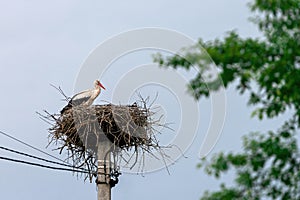 A white stork looks around from his nest