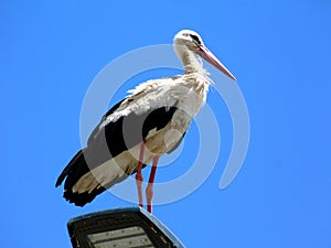 White stork in low angle closeup view. majestic migratory wading bird.