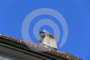 White stork make a nest on church chimney